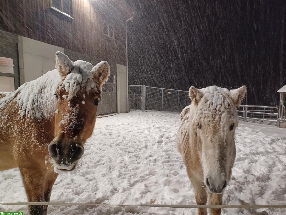 Pflegepferd/Reitbeteiligung in Ufhusen zu vergeben