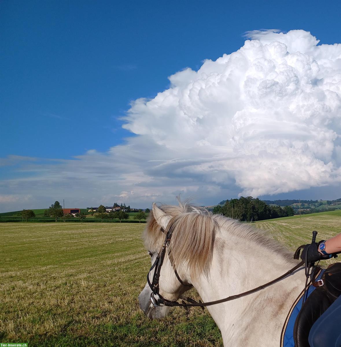 Bild 2: Pflegepferd/Reitbeteiligung in Ufhusen zu vergeben