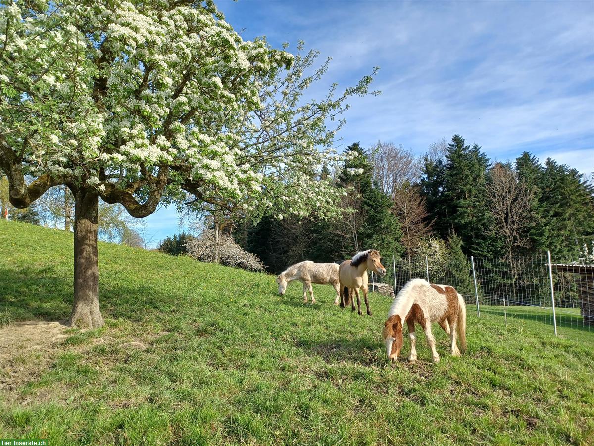 Bild 3: Pflegepferd/Reitbeteiligung in Ufhusen zu vergeben