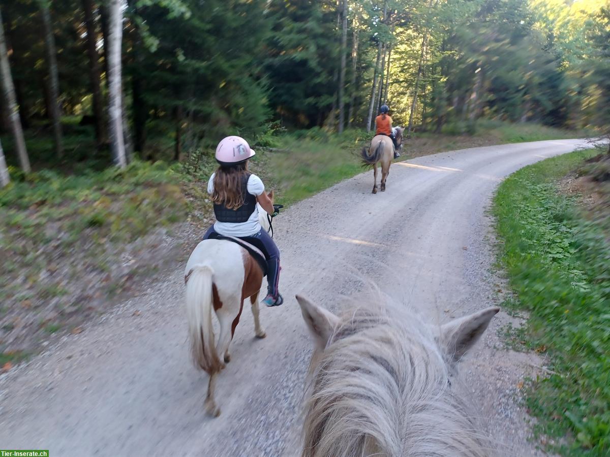 Bild 4: Pflegepferd/Reitbeteiligung in Ufhusen zu vergeben