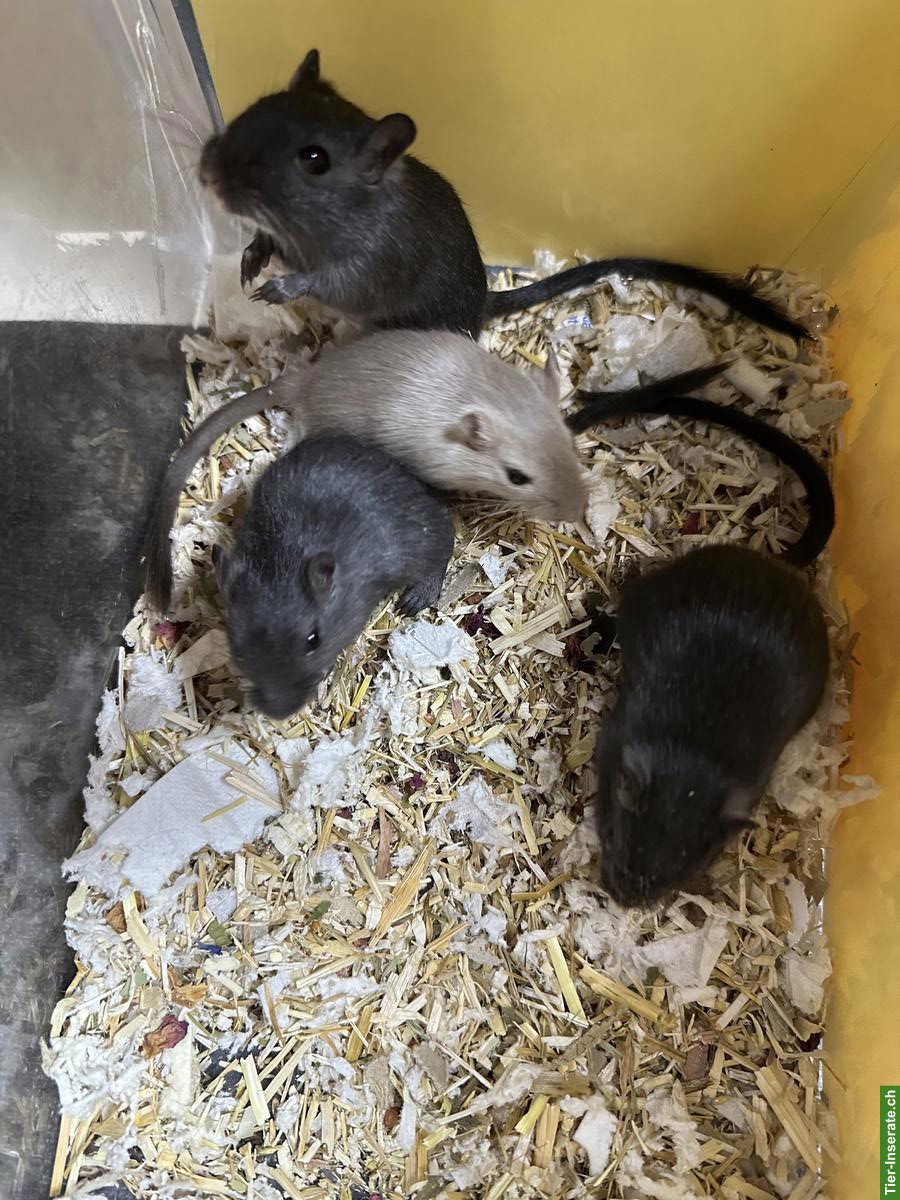 Junge gesunde Rennmäuse