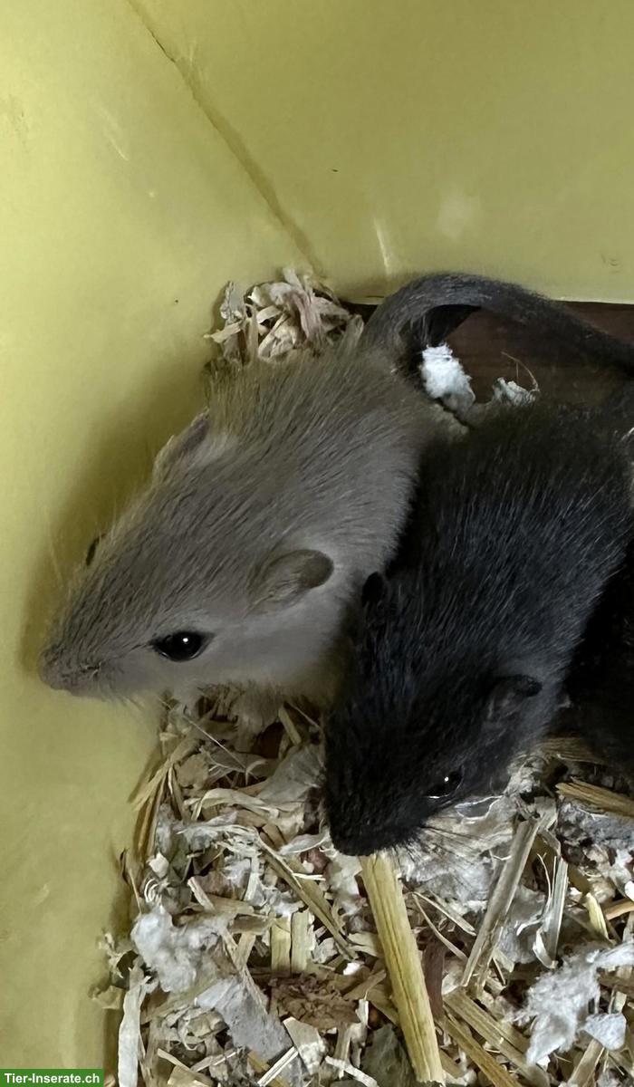 Bild 2: Junge gesunde Rennmäuse