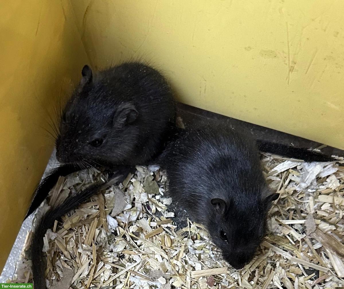 Bild 3: Junge gesunde Rennmäuse