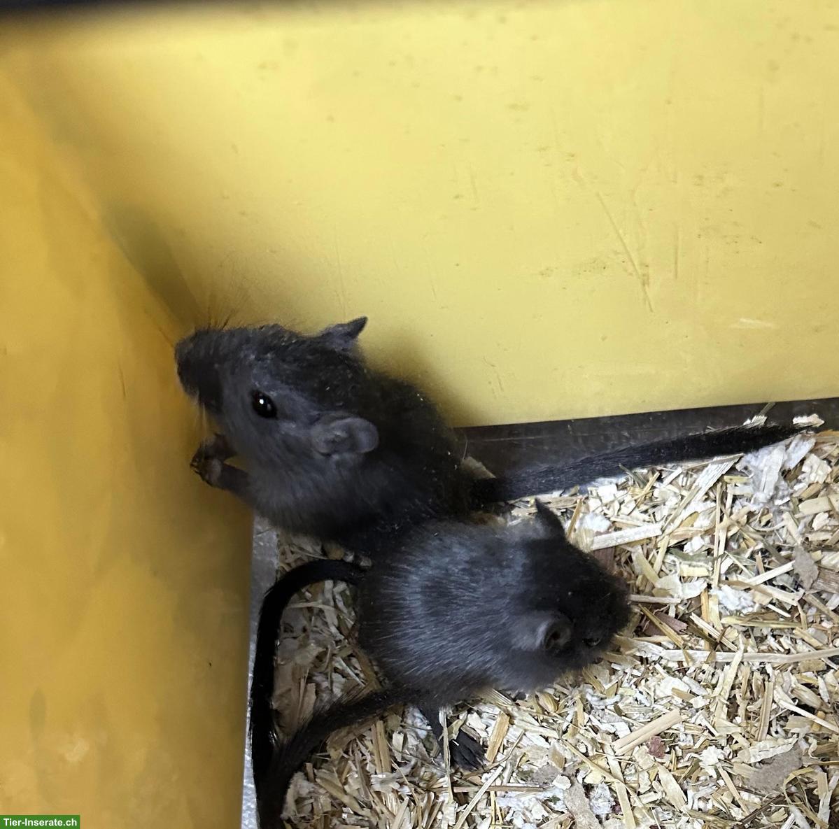 Bild 4: Junge gesunde Rennmäuse