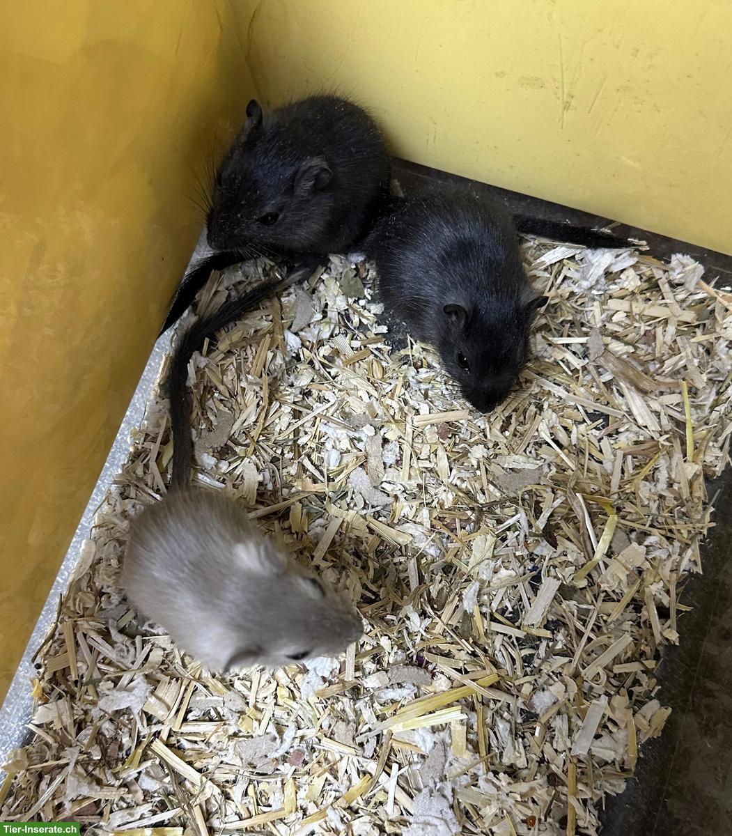 Bild 5: Junge gesunde Rennmäuse