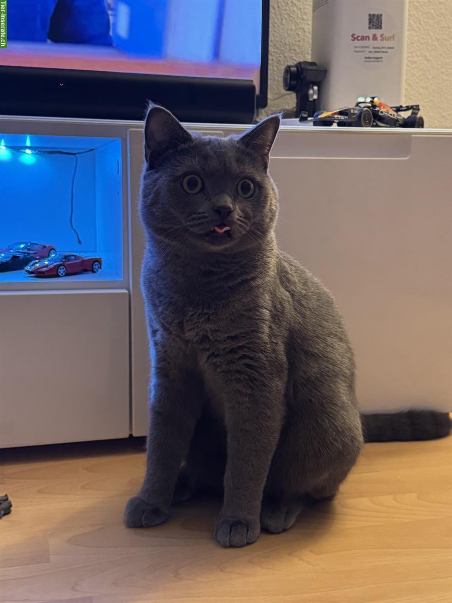 Britisch Kurzhaar Deckkater