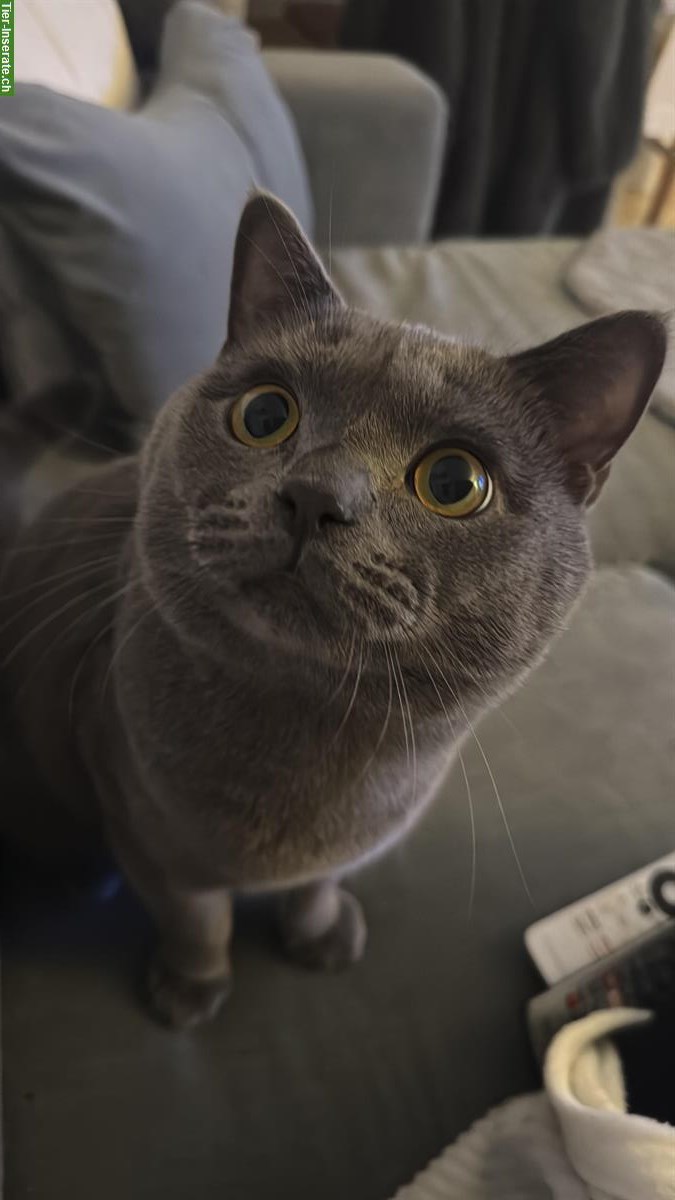 Bild 2: Britisch Kurzhaar Deckkater