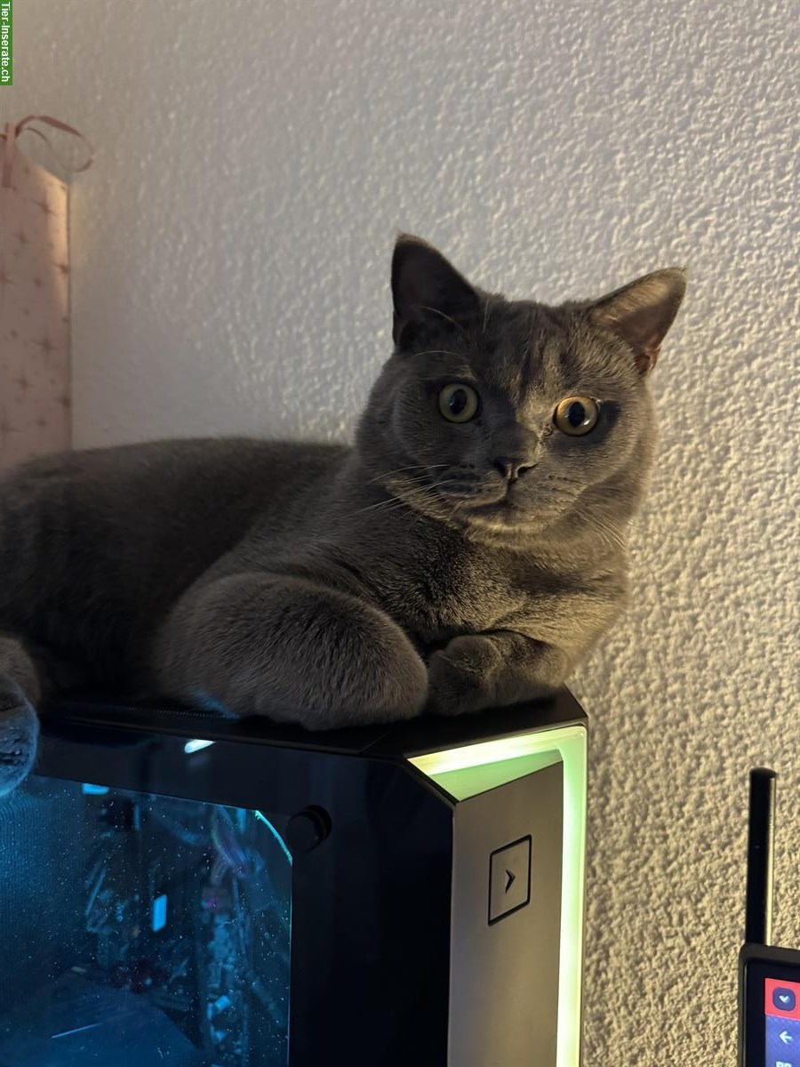 Bild 3: Britisch Kurzhaar Deckkater