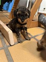 Zwergpudel Welpen suchen liebes Zuhause