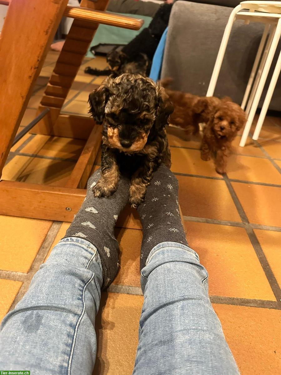 Bild 2: Zwergpudel Welpen suchen liebes Zuhause