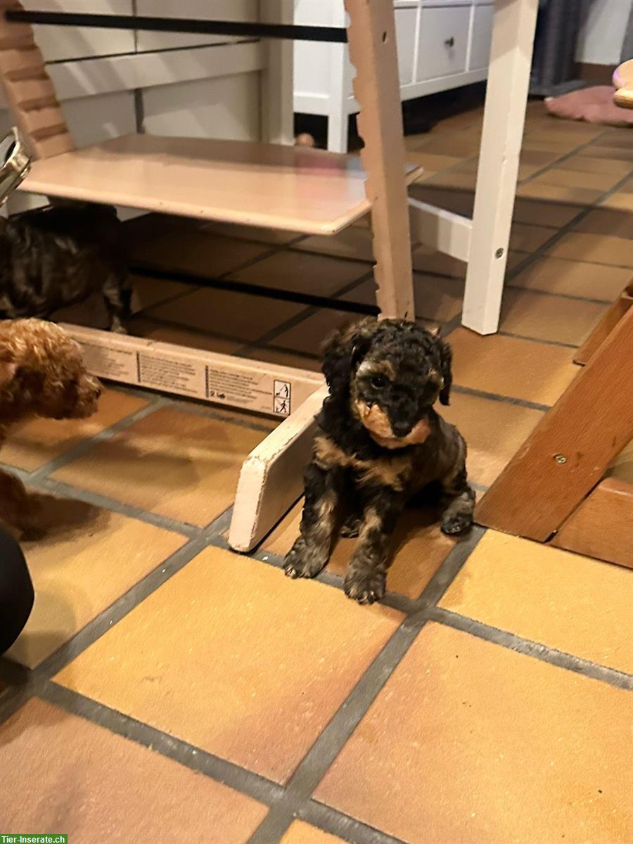 Bild 3: Zwergpudel Welpen suchen liebes Zuhause