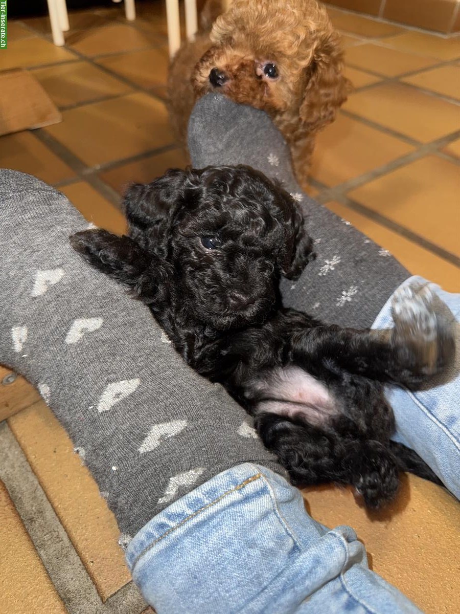 Bild 4: Zwergpudel Welpen suchen liebes Zuhause