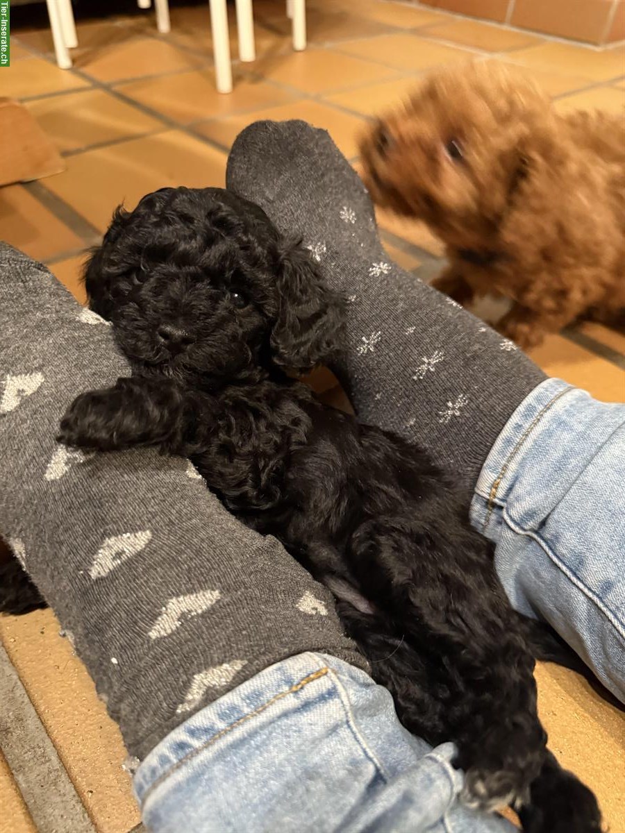 Bild 5: Zwergpudel Welpen suchen liebes Zuhause