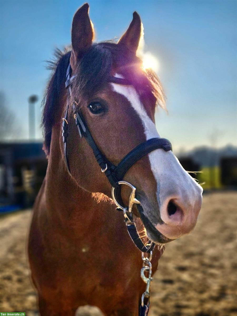 Reitbeteiligung für tolle Freibergerstute mit viel Go, Meinisberg BE