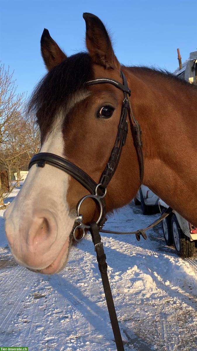 Bild 2: Reitbeteiligung für tolle Freibergerstute mit viel Go, Meinisberg BE