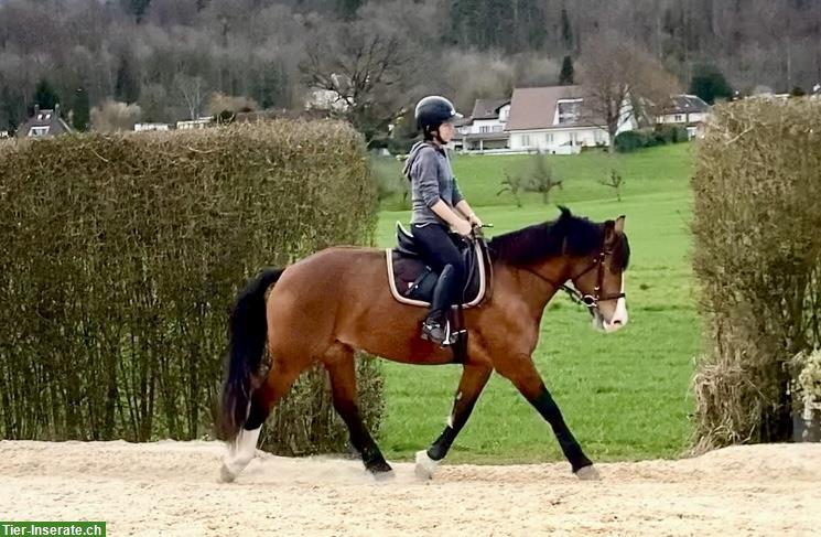 Bild 3: Reitbeteiligung für tolle Freibergerstute mit viel Go, Meinisberg BE