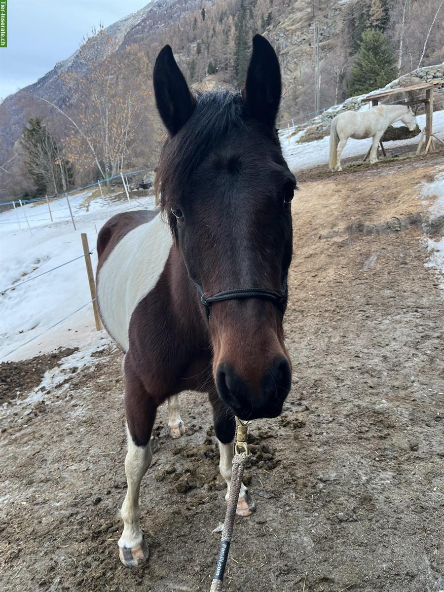 Scheckstute Pony, wunderschön, menschenbezogen
