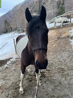 Scheckstute Pony, wunderschön, menschenbezogen