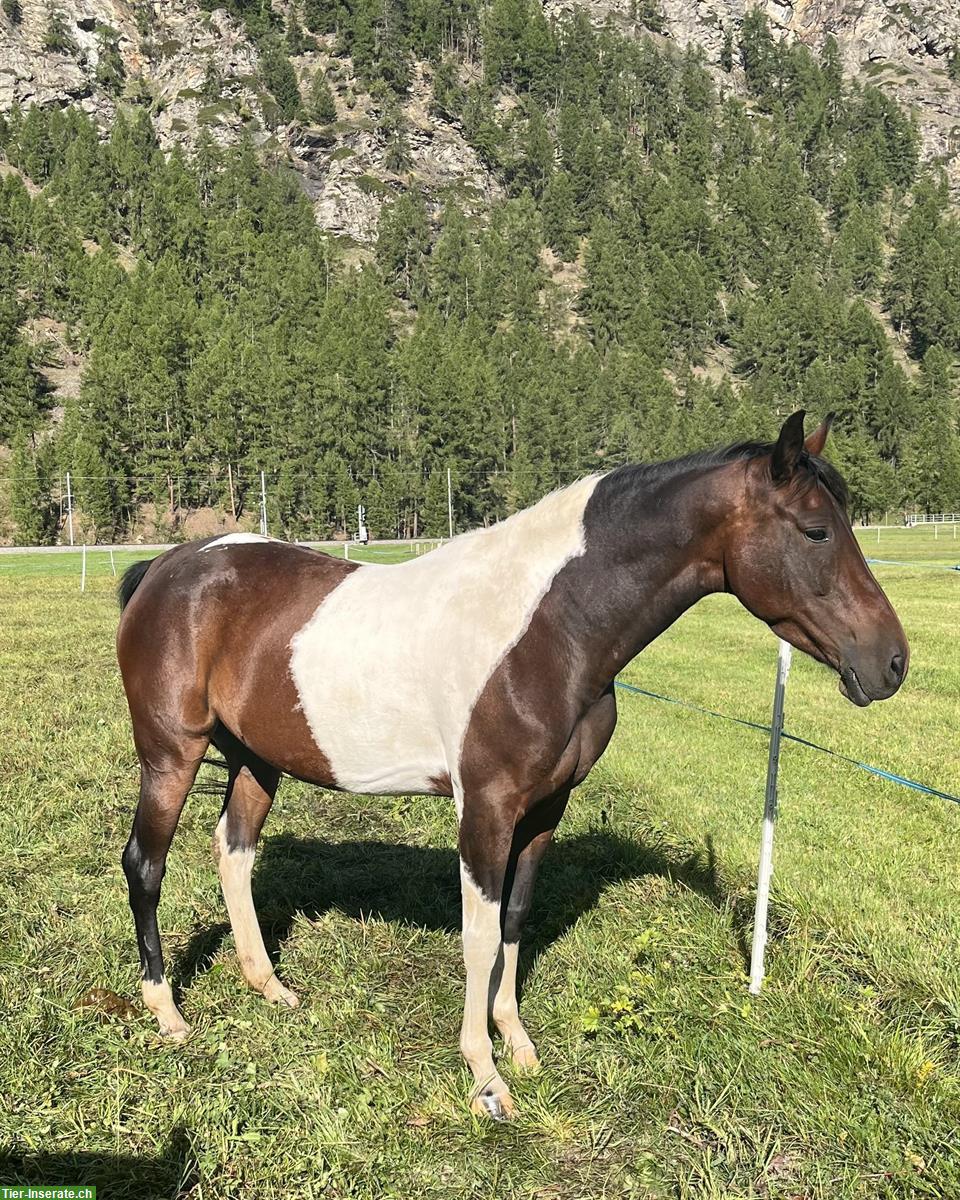Bild 3: Scheckstute Pony, wunderschön, menschenbezogen