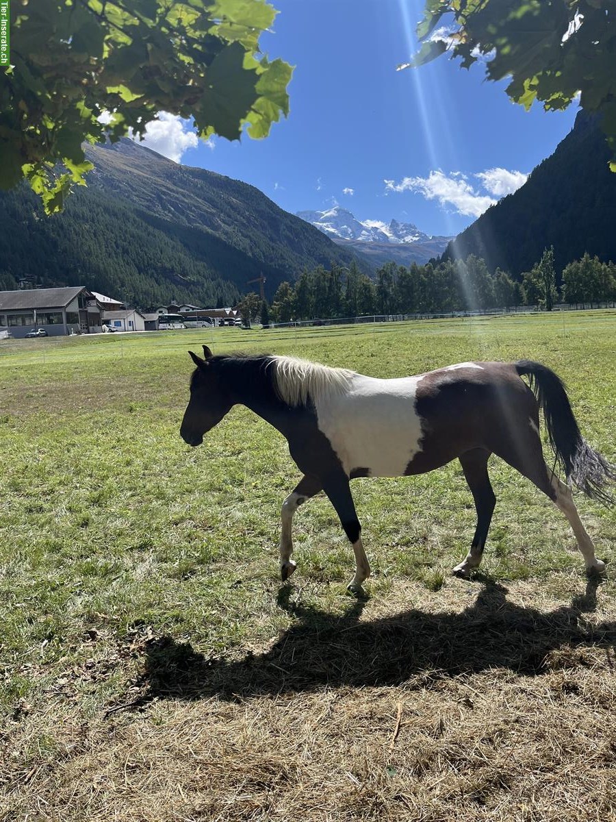 Bild 4: Scheckstute Pony, wunderschön, menschenbezogen