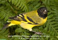 Kapuzen-Zeisig & Magellanzeisig Pärchen mit Vogelvoliere