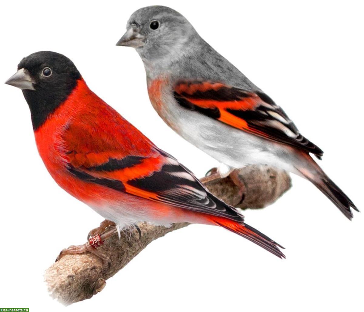 Bild 2: Kapuzen-Zeisig & Magellanzeisig Pärchen mit Vogelvoliere