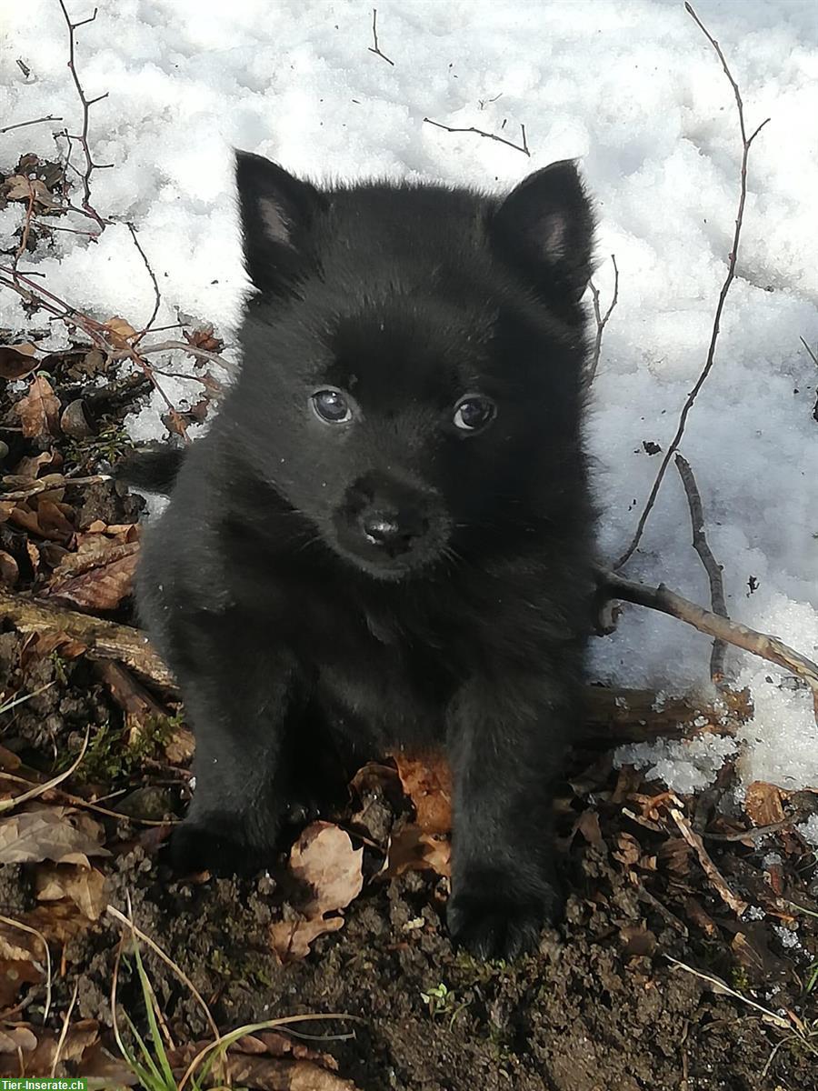 Schipperke Welpen mit Stammbaum