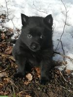 Schipperke Welpen mit Stammbaum