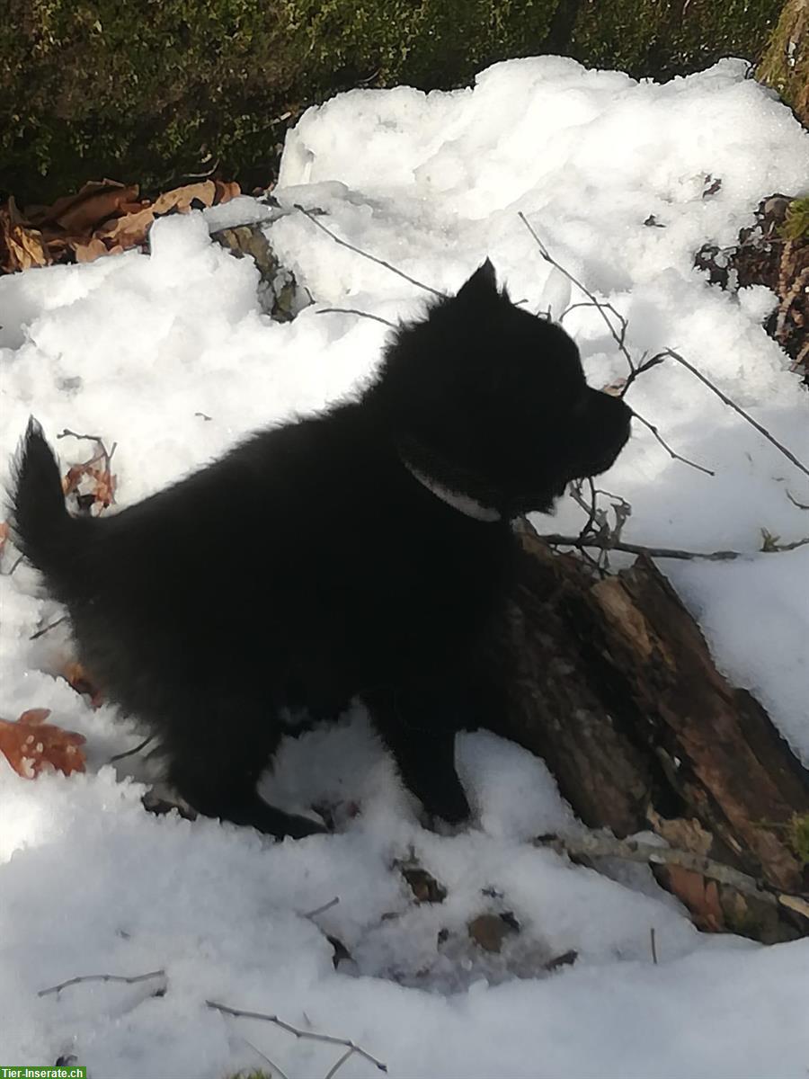 Bild 2: Schipperke Welpen mit Stammbaum