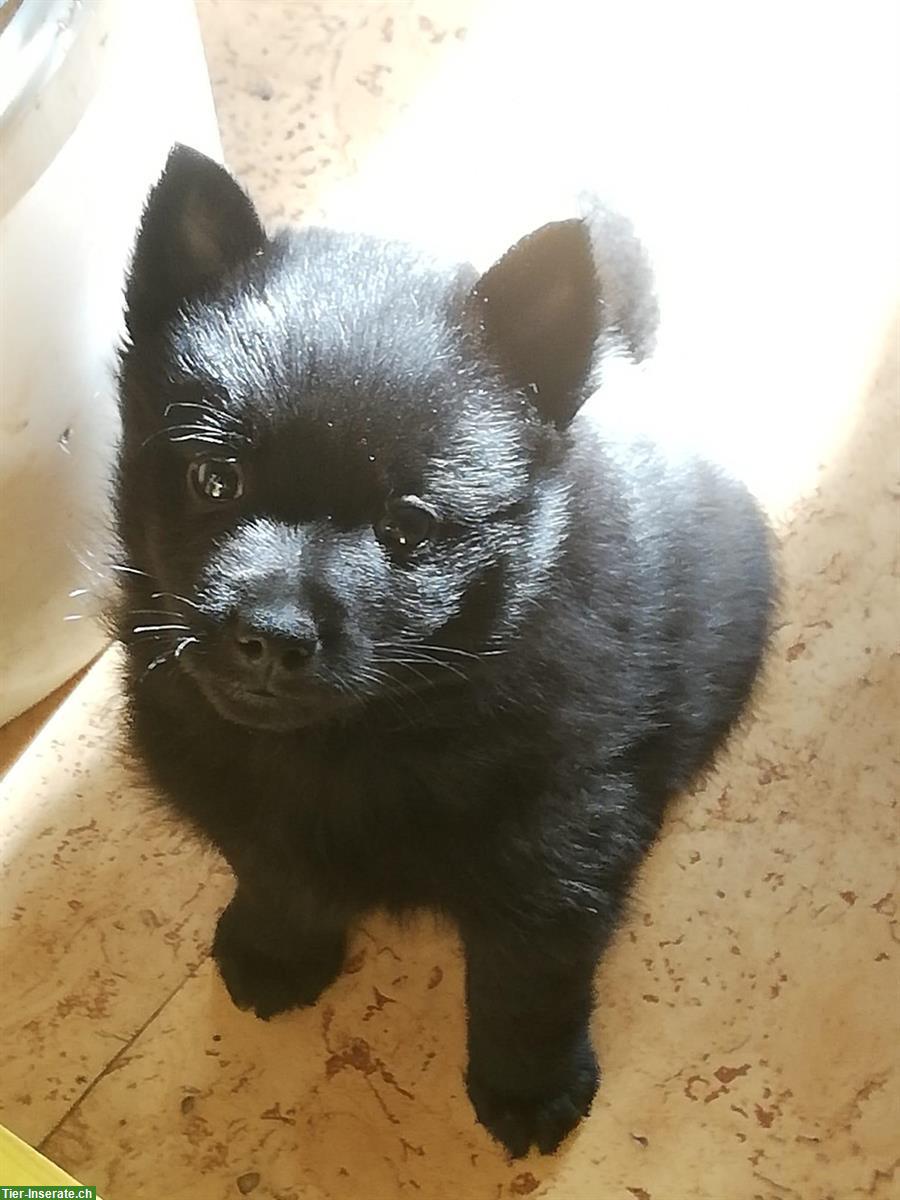 Bild 4: Schipperke Welpen mit Stammbaum