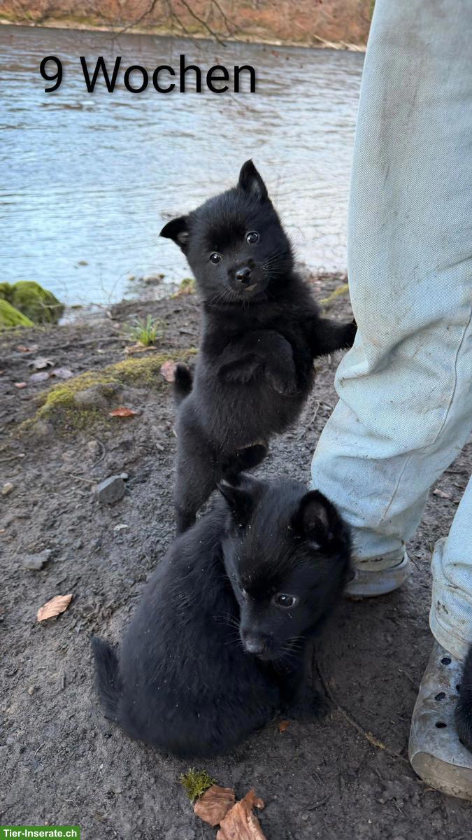 Bild 5: Schipperke Welpen mit Stammbaum