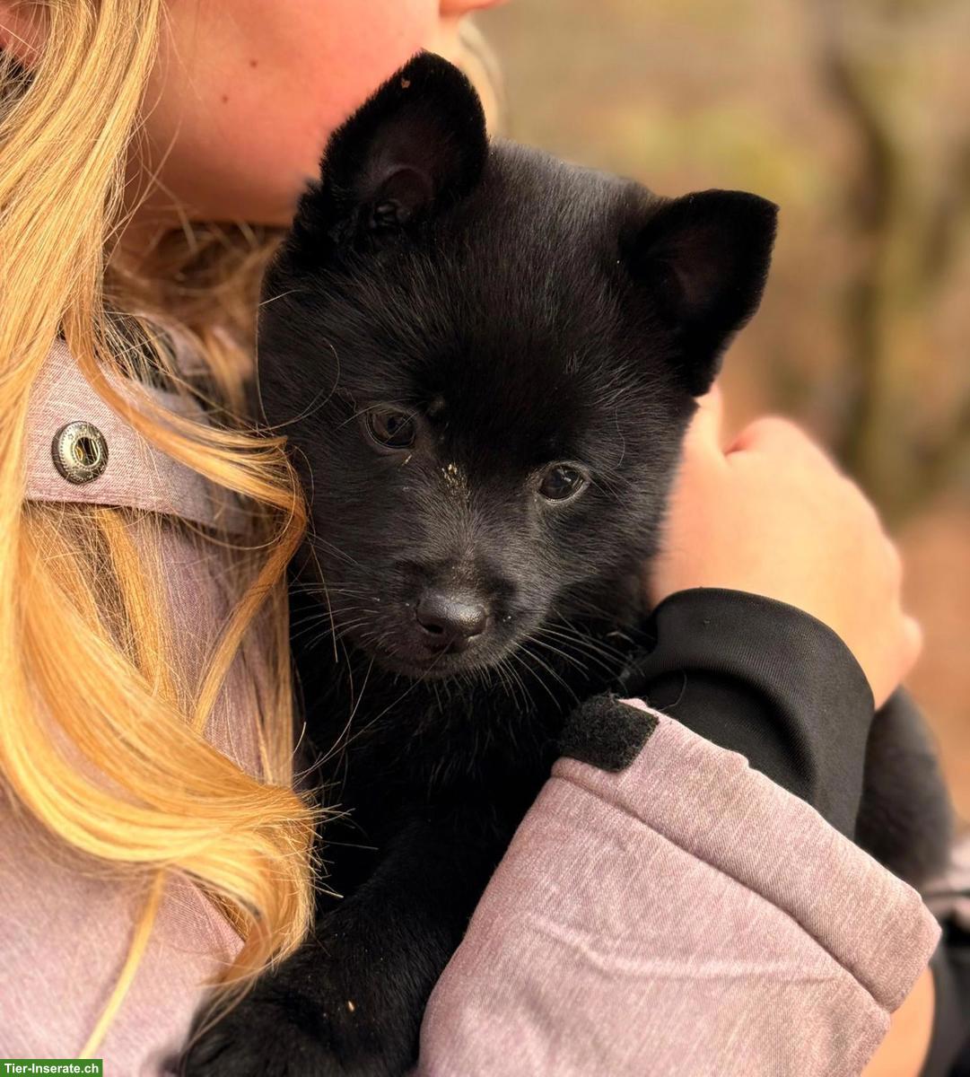 Bild 6: Schipperke Welpen mit Stammbaum