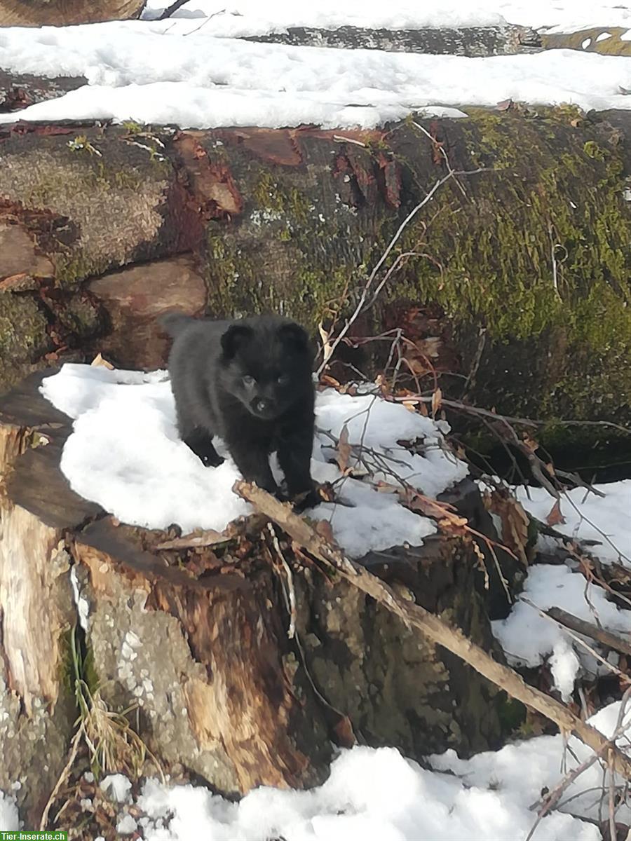 Bild 7: Schipperke Welpen mit Stammbaum