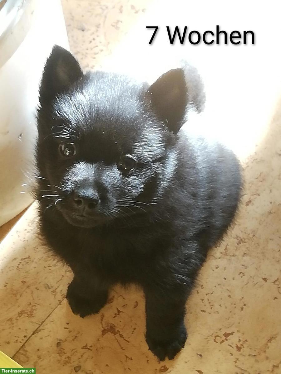 Bild 8: Schipperke Welpen mit Stammbaum