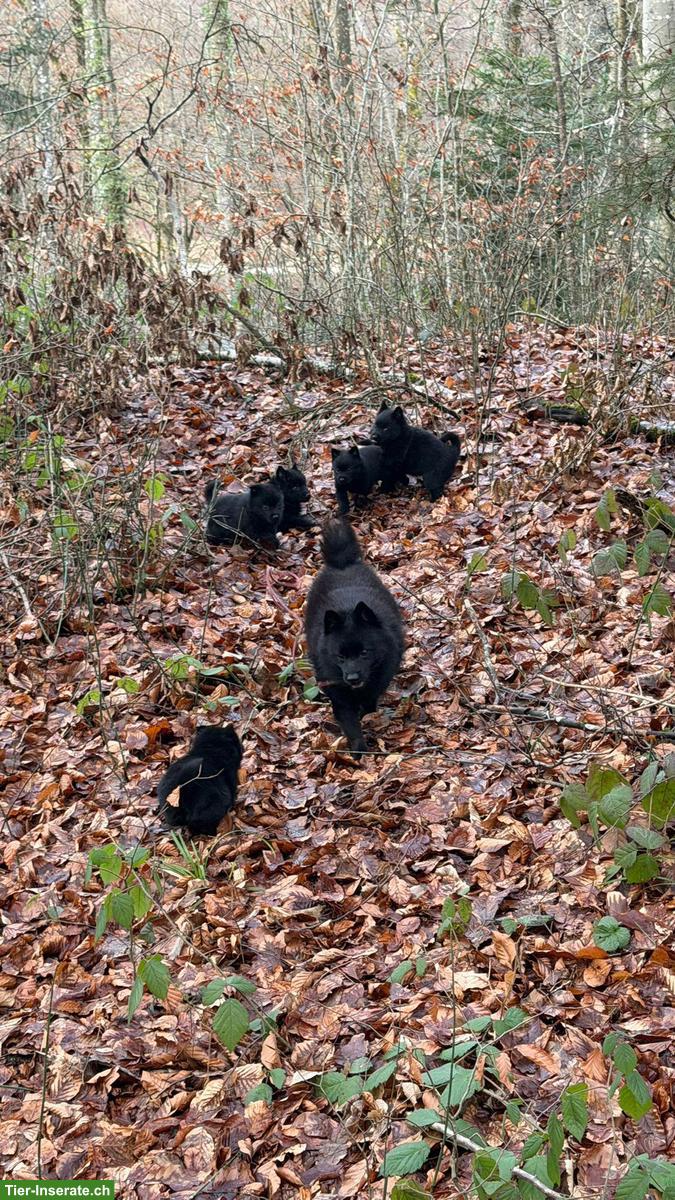 Bild 9: Schipperke Welpen mit Stammbaum