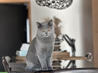 3-jährige BKH Katzen, männlich und weiblich