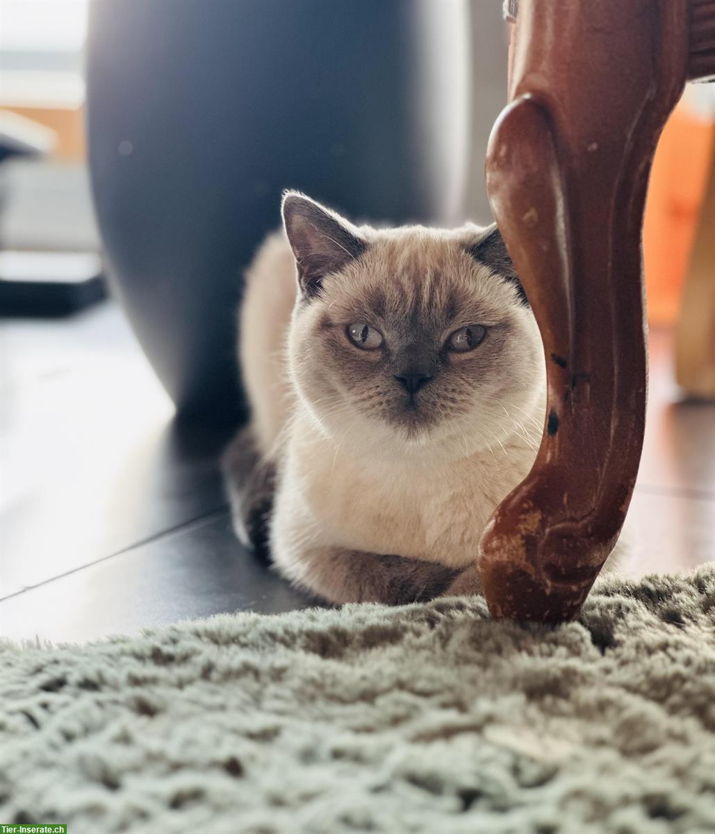 Bild 3: 3-jährige BKH Katzen, männlich und weiblich