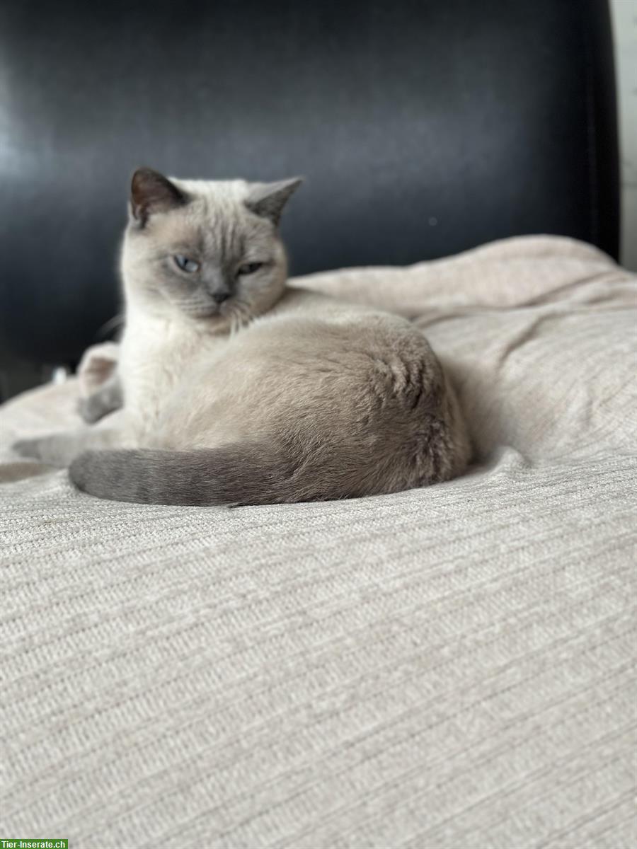 Bild 4: 3-jährige BKH Katzen, männlich und weiblich