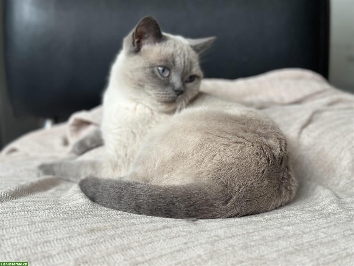 Bild 5: 3-jährige BKH Katzen, männlich und weiblich