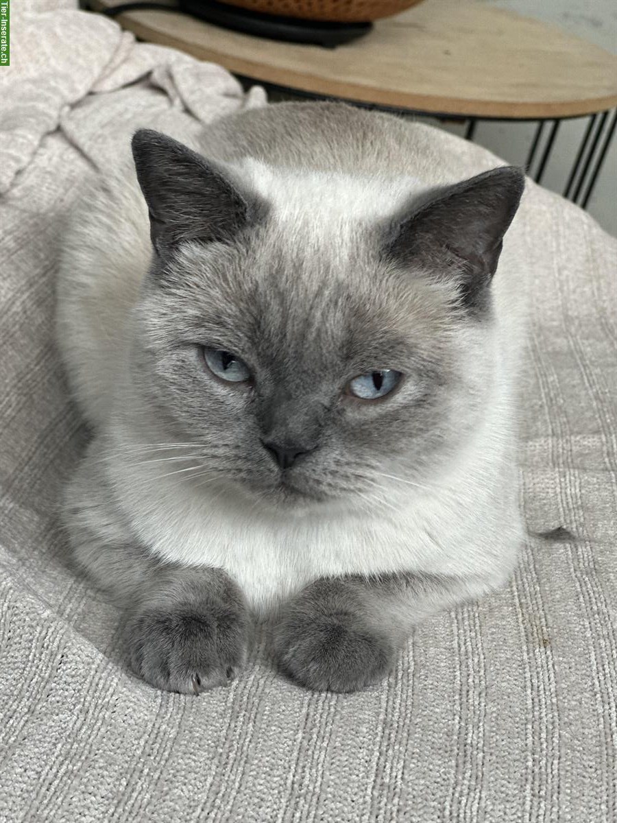 Bild 6: 3-jährige BKH Katzen, männlich und weiblich