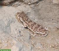 Helmkopfgecko (Tarentola chazaliae) zur Zucht gesucht