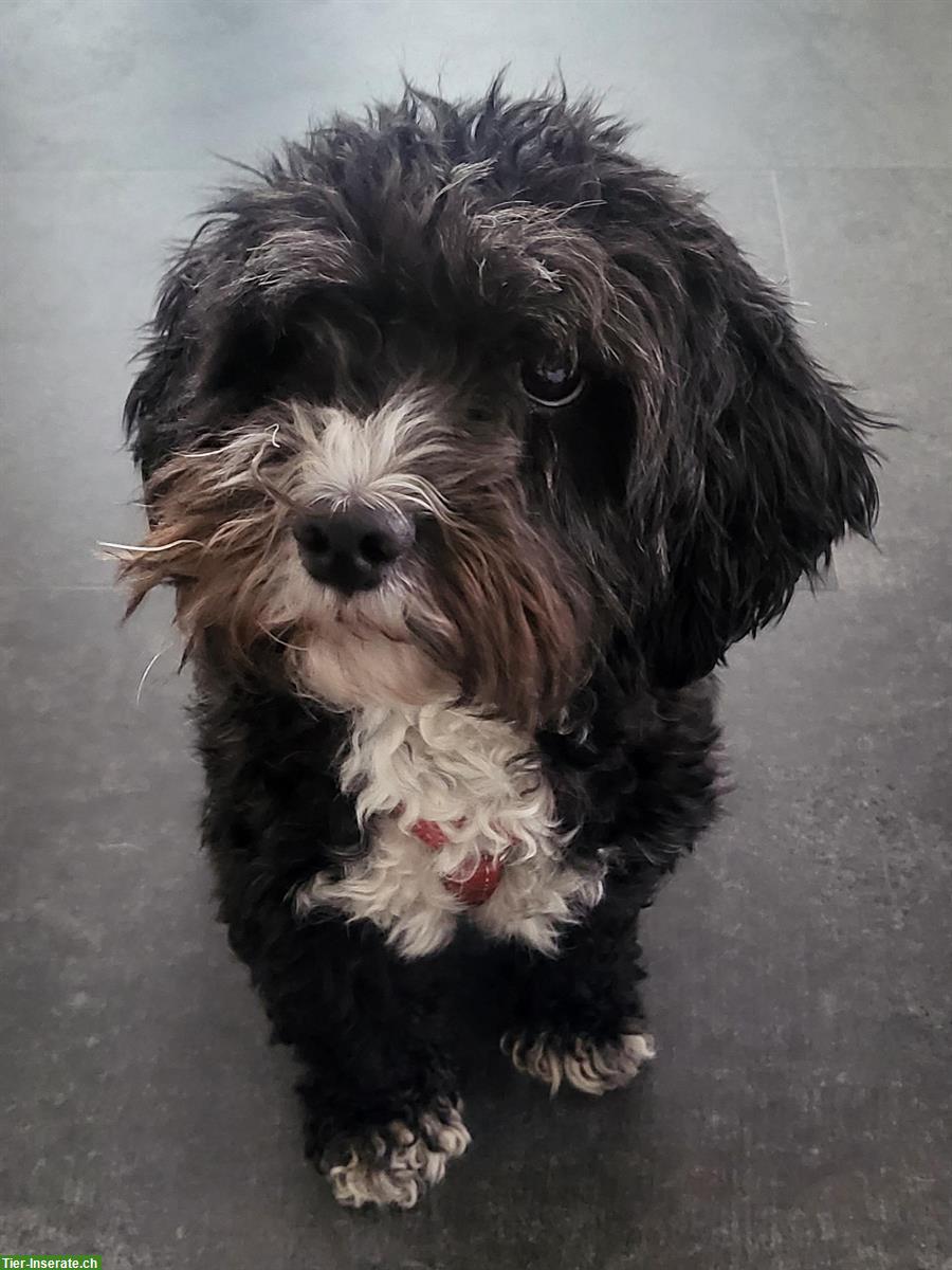 3-jährige Maltipoo Hündin sucht ein neues Zuhause