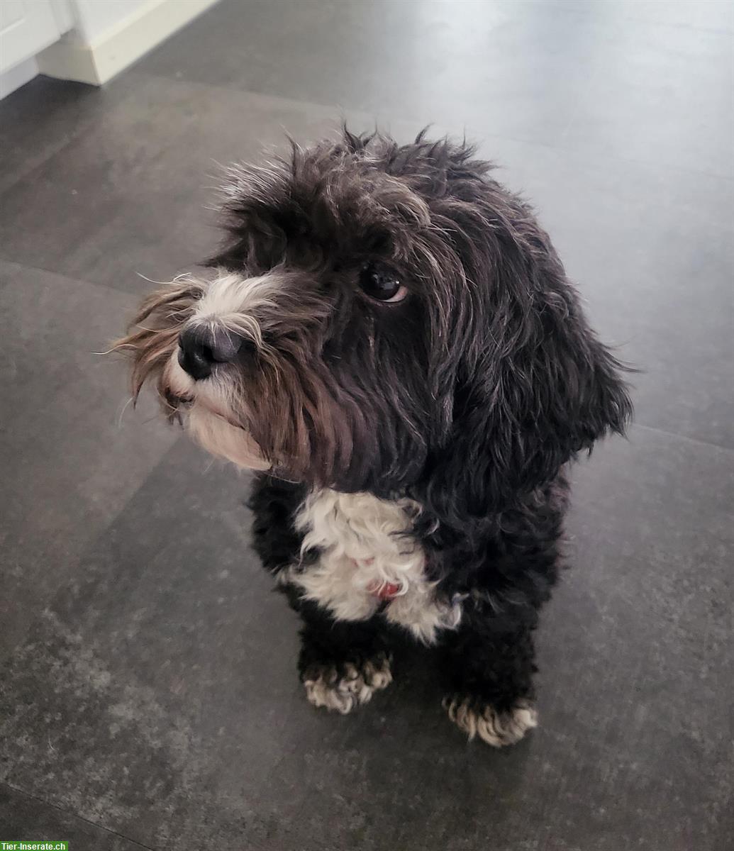 Bild 2: 3-jährige Maltipoo Hündin sucht ein neues Zuhause