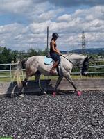 Reitbeteiligung: Freizeitpferd sucht für 1-2 mal die Woche