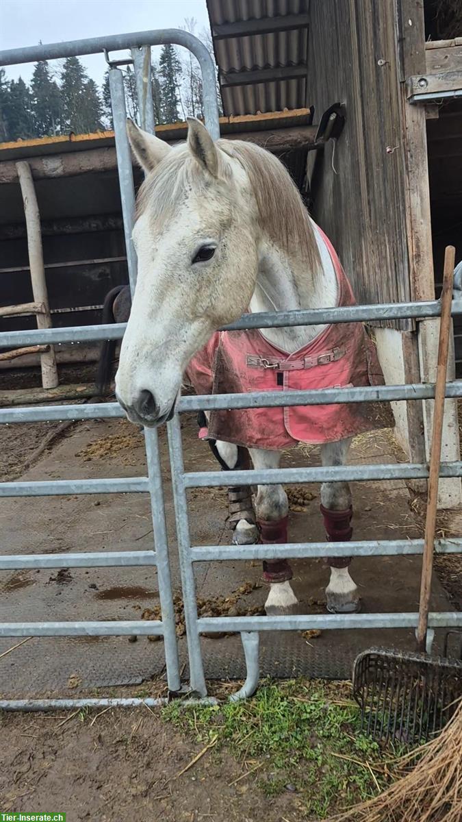 Bild 2: Reitbeteiligung 🐴 Freizeitpferd sucht für 1-2 mal die Woche