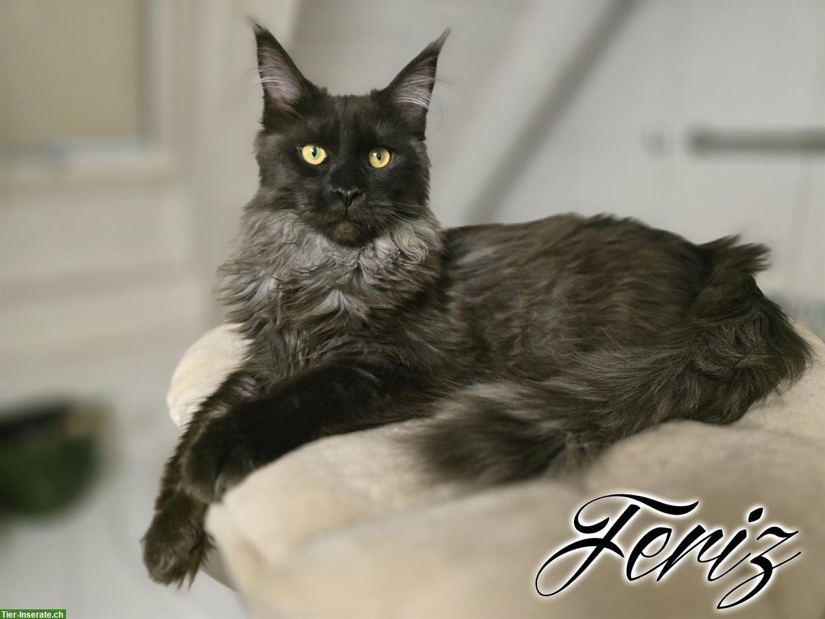 Maine Coon Kitten mit Stammbaum suchen liebes Zuhause