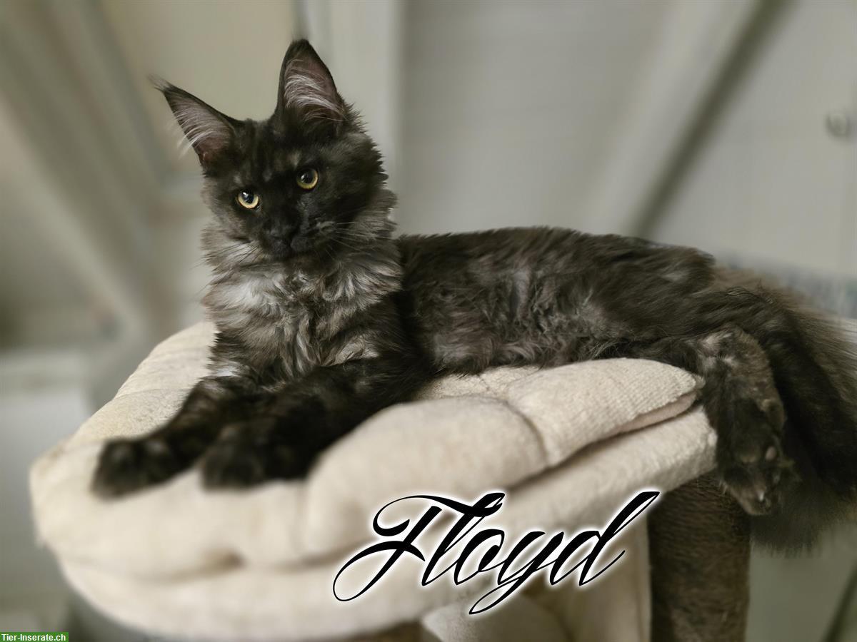 Bild 2: Maine Coon Kitten mit Stammbaum suchen liebes Zuhause