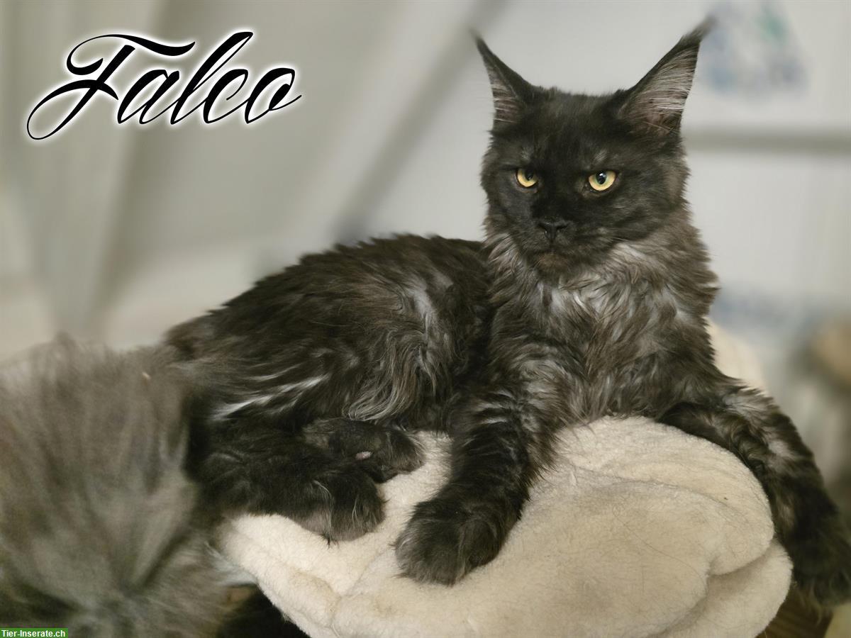 Bild 3: Maine Coon Kitten mit Stammbaum suchen liebes Zuhause