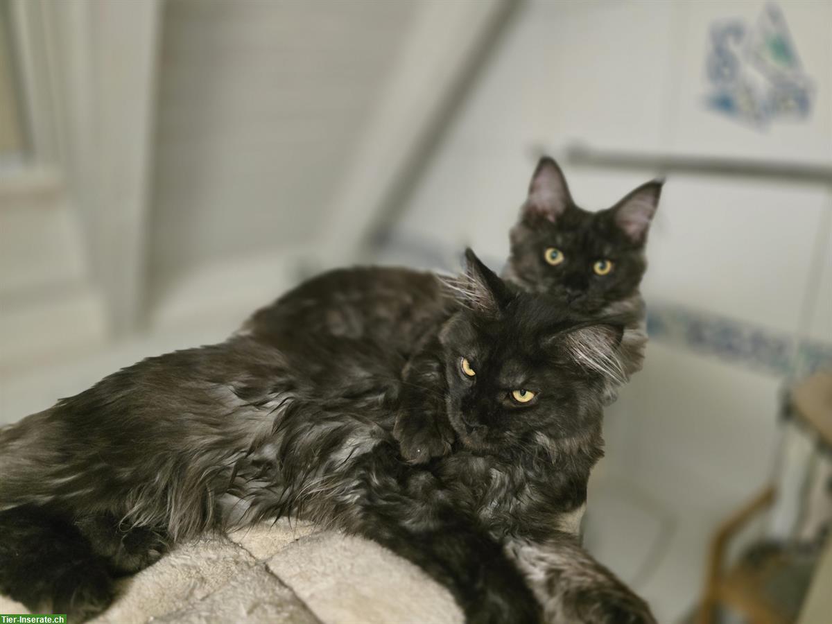 Bild 5: Maine Coon Kitten mit Stammbaum suchen liebes Zuhause