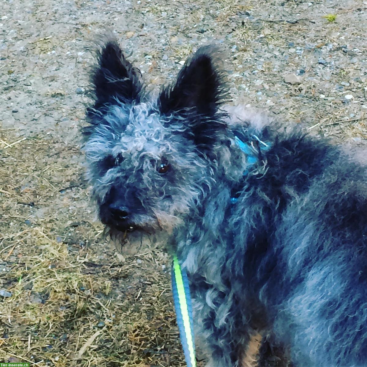 Altersplatz für herzensgute Mischlingshündin gesucht, ca. 12-jährig